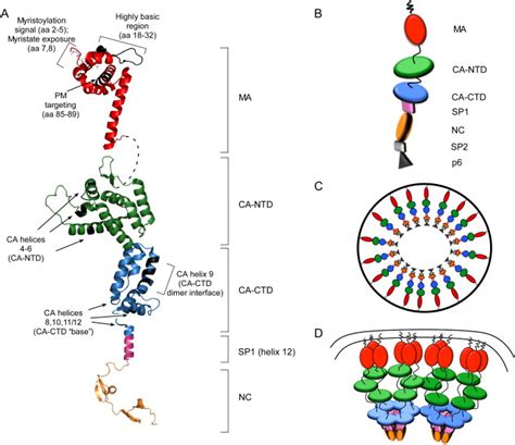 Hiv Gag Polyprotein Processing And Early Viral Particle Off