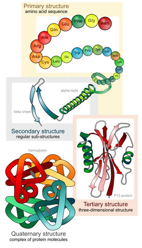 ribosomes mhcc biology  biology  health professions