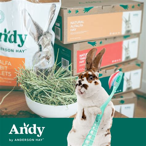 How To Care For Rabbit Teeth Andy By Anderson Hay Blog