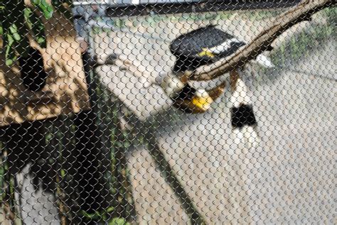 Vanishing Mesh – A Thru Z Consulting & Distributing, Inc.