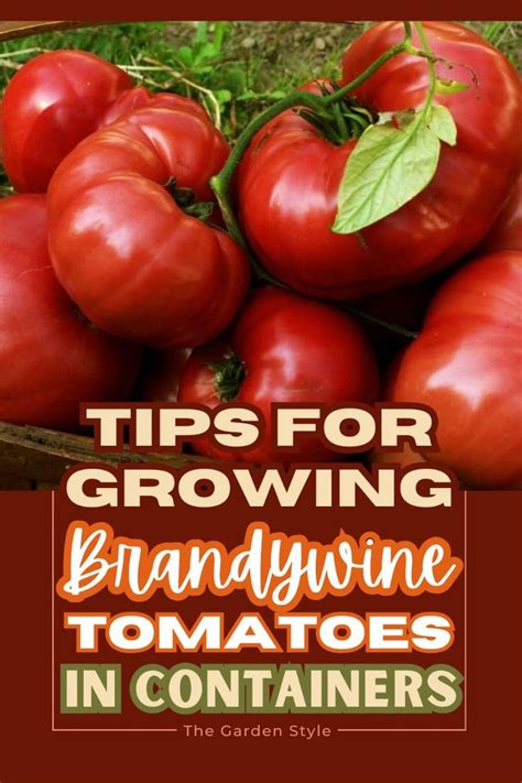 How To Grow Brandywine Tomatoes In Containers In 2024 Brandywine