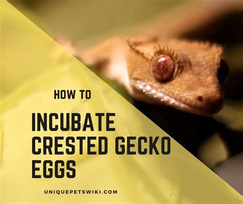 How To Incubate Crested Gecko Eggs? 5 Steps and 5 Things Needed