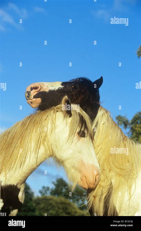 tinker ponies portrait stock photo alamy