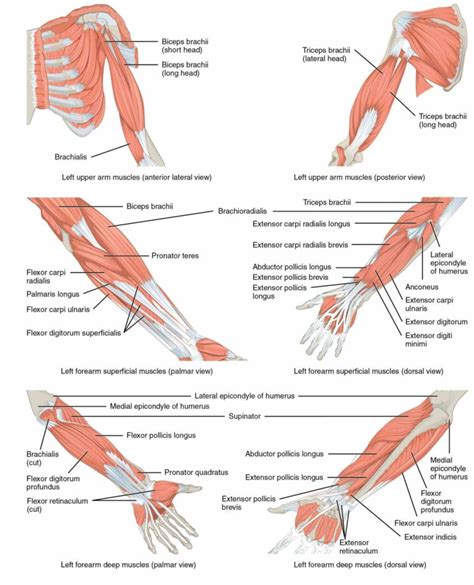 pectoral  set  bones  connects arm  consists  muscles