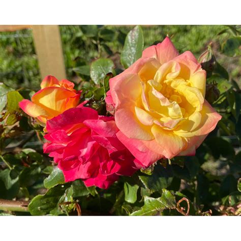 Masquerade Climbing Rose Apuldram Roses