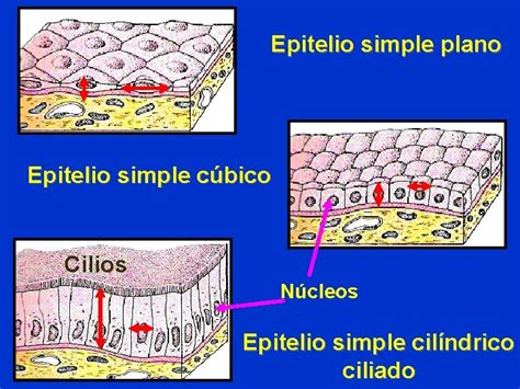 Tema 3 Ttulo Tejidos Bsicos Generalidades Tejido Epitelial