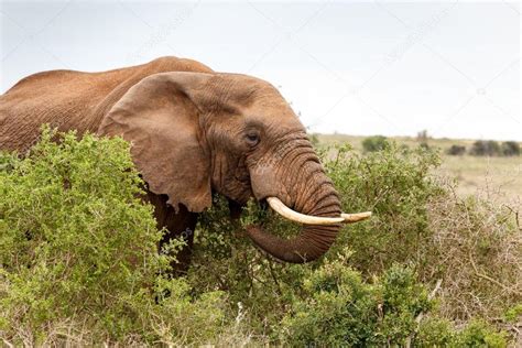 Elefante Africano Comiendo Una Rama 2023