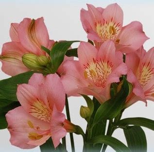 Купить семена Альстромерия Alstroemeria Primadonna в Москве: доставка ...