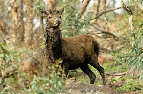 Feral Deer Hitting Australias Hip Pocket 90 Million A Year Centre