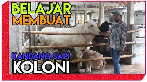 Review Kandang Sapi Koloni Di Indonesia Dapat Memuat Sapi Banyak