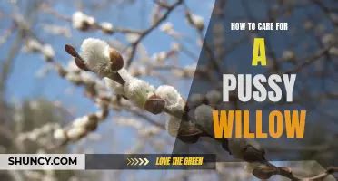 Growing A Pussy Willow A Guide To Propagating From Existing Buds Shuncy