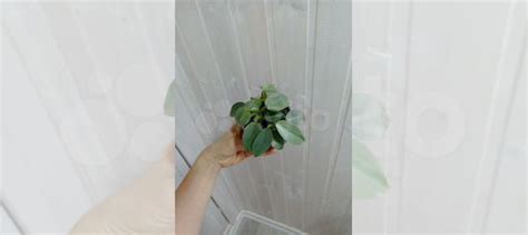 Филодендрон сильвер квин купить в Казани | Товары для дома и дачи | Авито