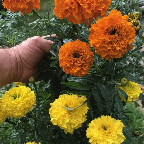 Crackerjack Marigold – BC Eco Seed Co-op