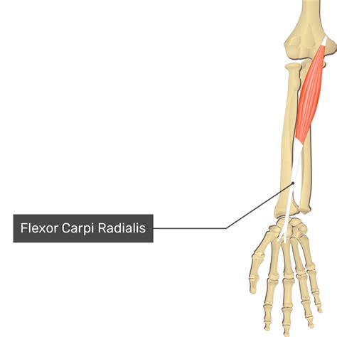 flexor carpi radialis origin insertion  action getbodysmart