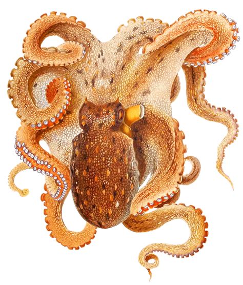 Download Octopus Png Image Octopus Clipart Png Download Pikpng