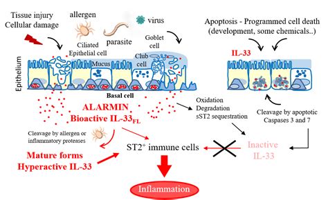 Interleukin 33 IL 33 An Alarm Signal With Crucial Roles In Innate