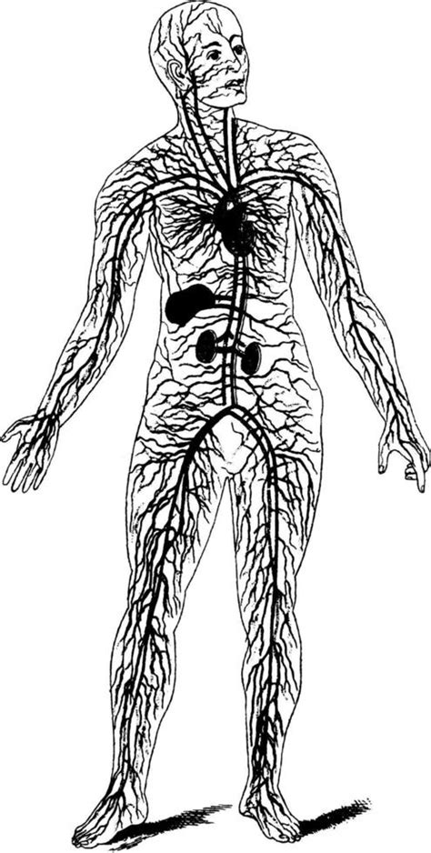 Circulatory System, vintage illustration. 13664239 Vector Art at Vecteezy