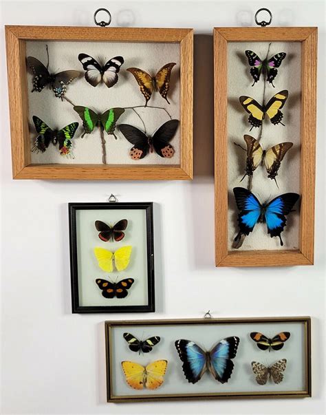 Collection Of Vintage Framed Exotic Butterfly Species Collection Of