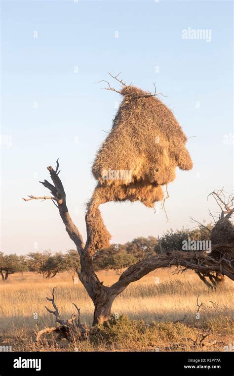 South Africa Kalahari Desert Sociable Weaver Philetairus Socius