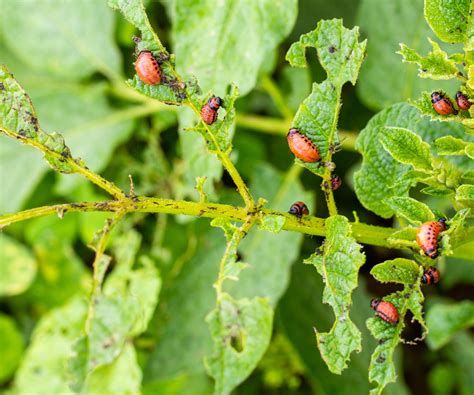 Colorado potato beetles can ‘truly decimate’ crops