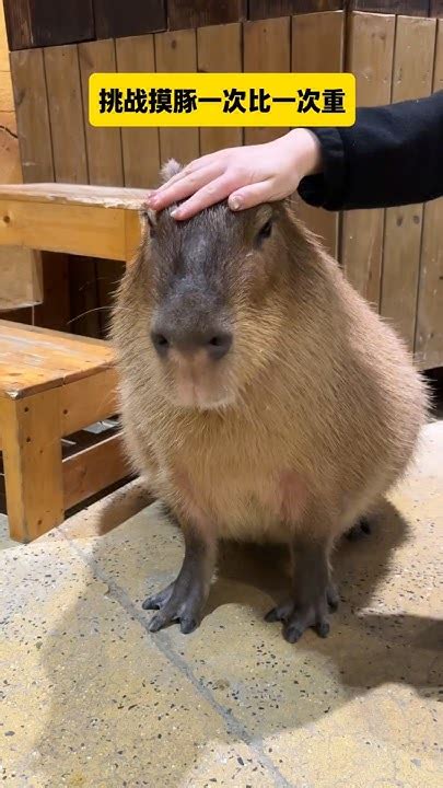 Capybara 卡皮巴拉 挑戰摸豚一次比一次重😶 Capybara 水豚 水豚君 卡皮巴拉 呆萌 Cute 可愛い 萌寵