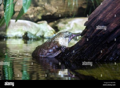 Ornithorhynchus anatinus eggs hi-res stock photography and images - Alamy
