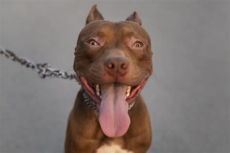 Veja 10 dicas sobre a raça de cães Pitbull – Animal Business Brasil