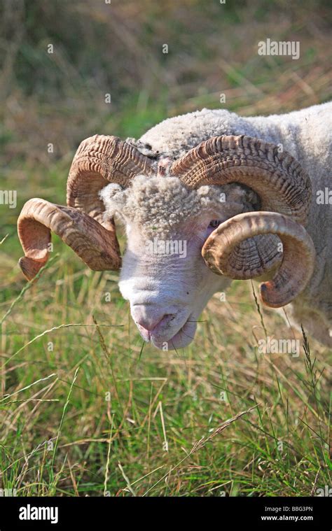 Dorset Horn Ram Single Grazing In Field Kent Stock Photo Alamy