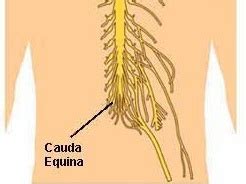 Lab 4 Spinal Cord Not Finished Flashcards Quizlet