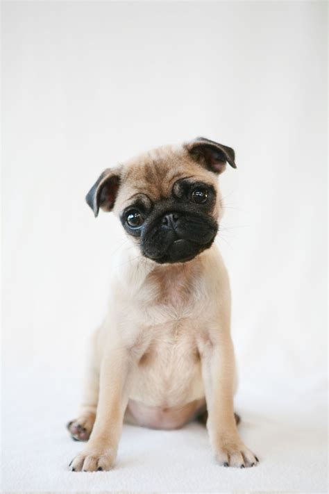 Cute Dog Breeds