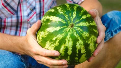 how to know when a watermelon is ready to eat
