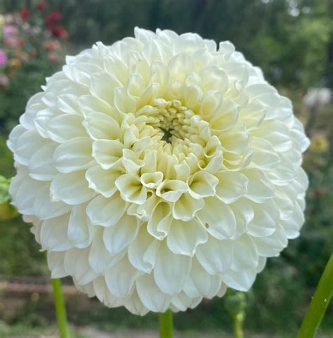 Portland Dahlia Club Victoria Dahlia Society Of Australia
