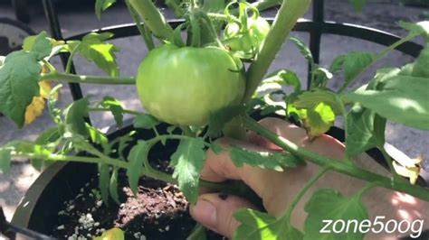 Potted MILFs Get Worked Over Pornhub Gay