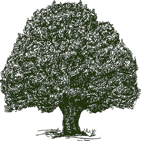 Seite 13 Baum Silhouette Zeichnung Vektoren Und Illustrationen Zum