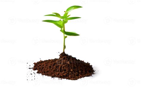 small plant  white background  stock photo  vecteezy