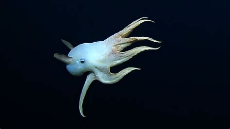 ghostly dumbo octopus swim   massive ears  rare