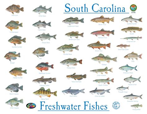 Freshwater Lake Fish Species