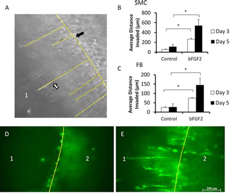 Full Article Cast Tube Assay A 3 D In Vitro Assay For Visualization And Quantification Of