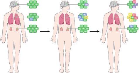 Classification Of Tumor Heterogeneity Temporal Heterogeneity Means