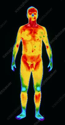 Thermogram Of A Standing Naked Man Front View Stock Image P800