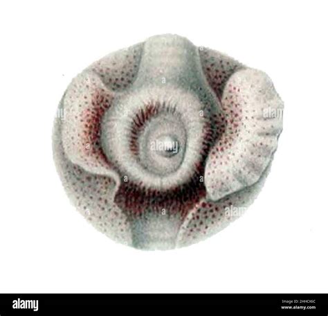 Spirula hi-res stock photography and images - Alamy