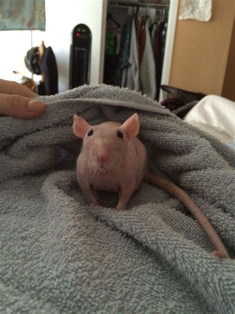 Luna The Naked Rat R Aww Cute Rats Pet Rats Rats