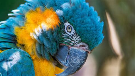 Parrot Wallpaper 4k Macaw - 5120x2880 - Download HD Wallpaper ...