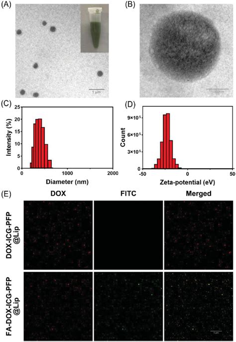 Morphology And Characterization Of Liposomes A Transmission Electron Download Scientific