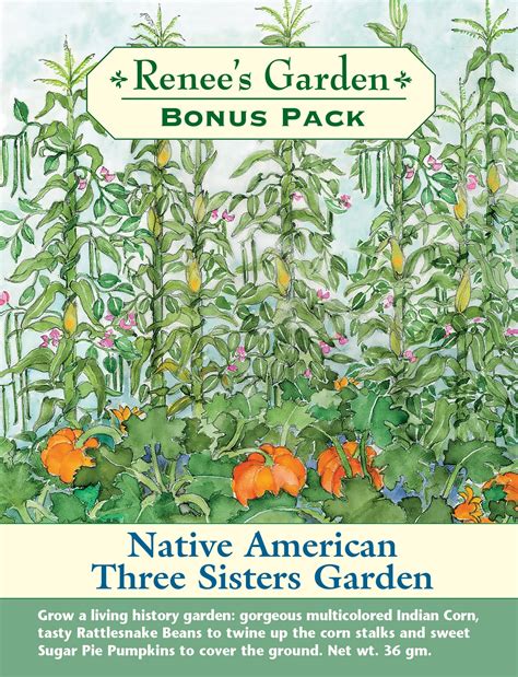 Growing a three sisters garden has a surprising ecological benefit 29