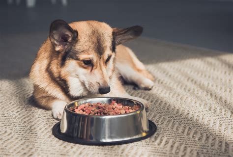 Los 10 Mejores Alimentos Para Perros Emprendedor