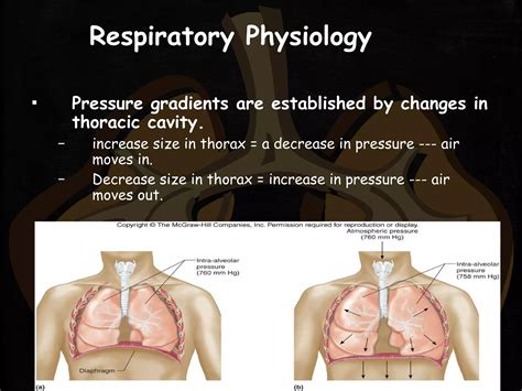 Respiratory System assessment | PPT
