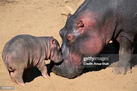 808 Hippopotamus Baby Stock Photos, High-Res Pictures, and Images ...