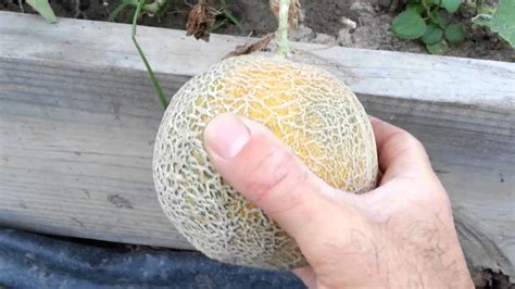 How To Pick A Fresh Cantaloupe At Iris Lowry Blog