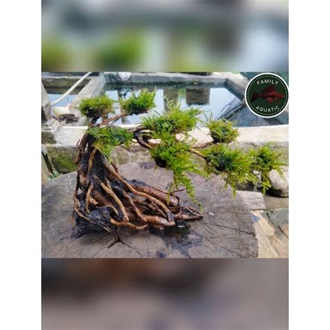 Jual Bonsai Aquascape Akar Raksamala Rakitan Bonsai Aquascape